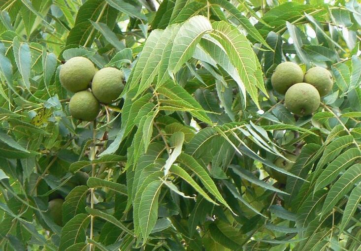 green walnuts from parasites