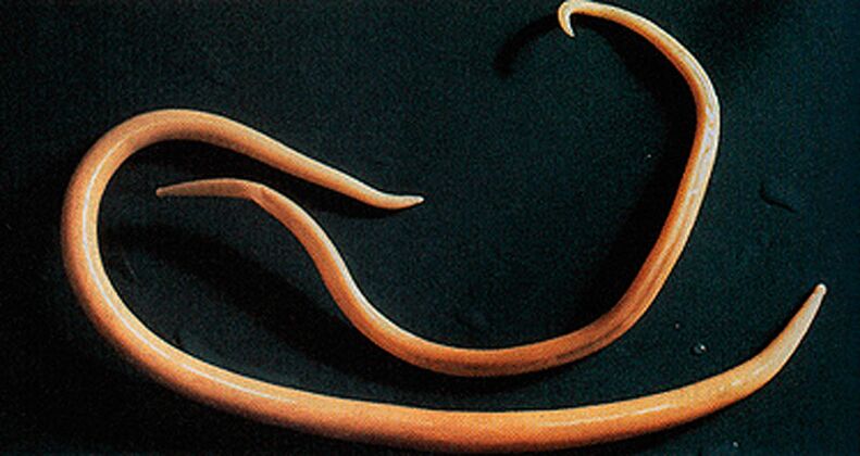 Parasitic worm that can invade the human body