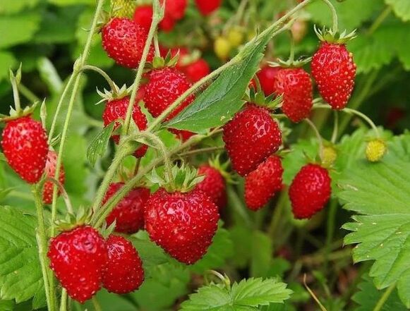 Strawberries
