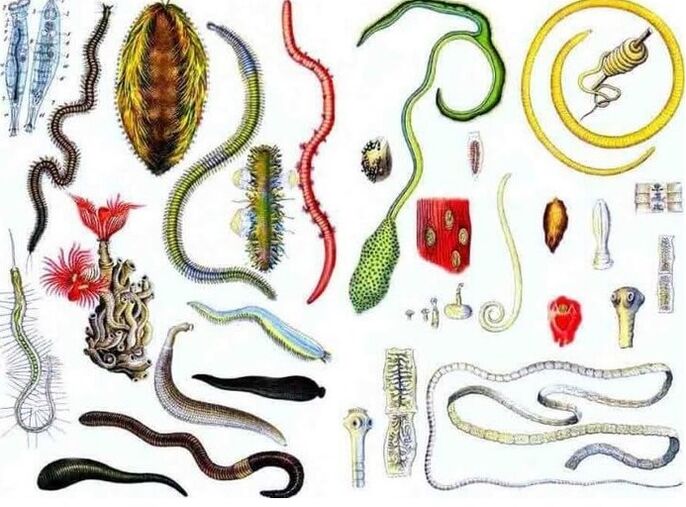 Types of parasites