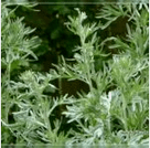 Wormwood of parasites