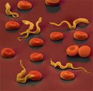 Parasites