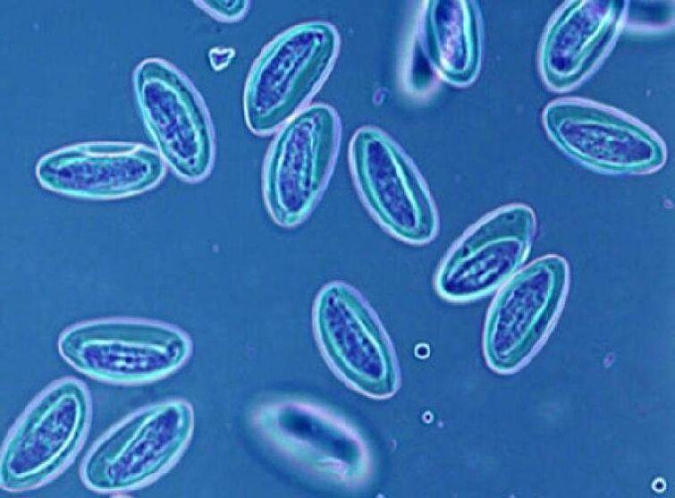 Worms in humans