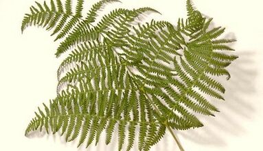 Herbs to treat parasites in the body