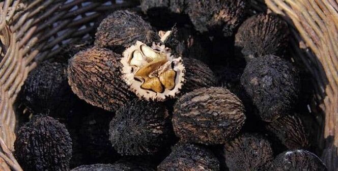 Black walnut to treat parasites in the body