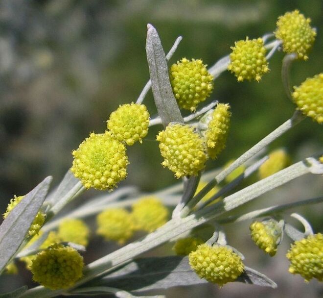 Wormwood to remove parasites from the body