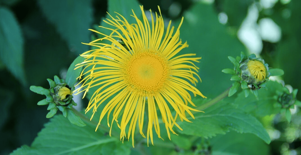 Elecampane in the fight against parasites