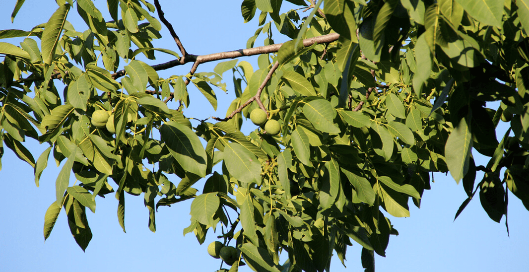 Parasites live in walnuts