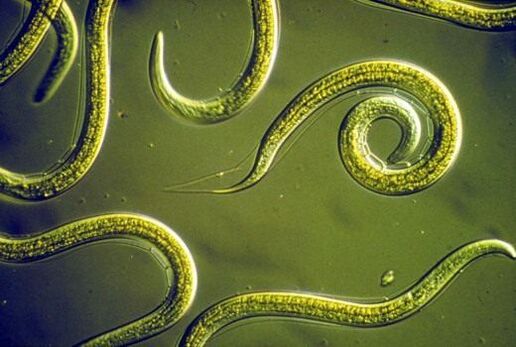 Parasitic roundworms that live in the human small intestine