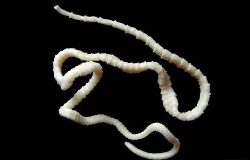 What does the cattle tapeworm look like in the human body