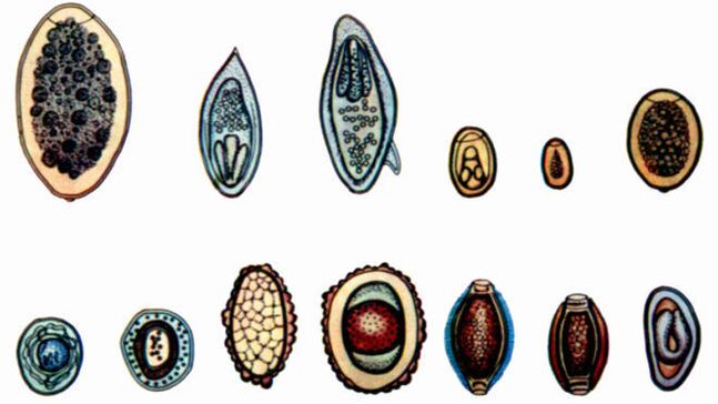 Types of parasites in the human body