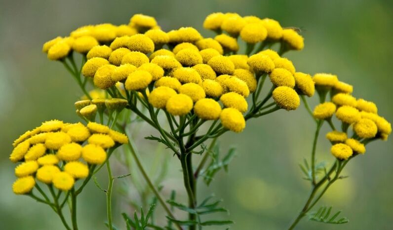 Tansy for removing parasites
