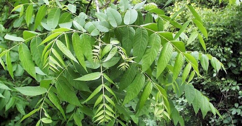 Walnut leaves for removing parasites